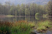 12 Piante riflesse nel lago